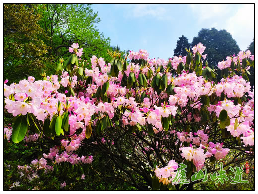 庐山味道:五月的庐山山花烂漫 庐山杜鹃笑迎客