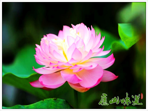 中国科学院庐山植物园鄱阳湖分园花事谍报——荷花
