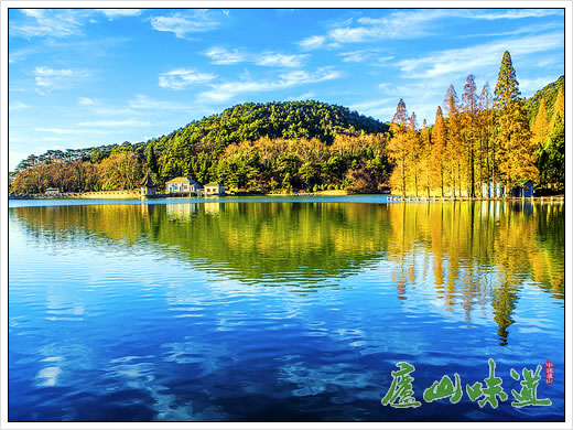 庐山景区:秋山如醉庐山芦林湖畔枫林染秋颜