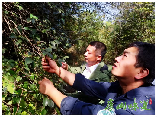 庐山景区:庐山保护区让庐山植物种子标本穿上科普“外衣”