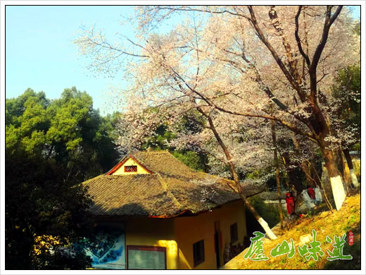 庐山天下悠:早春的庐山方竹寺山寺樱花始盛开