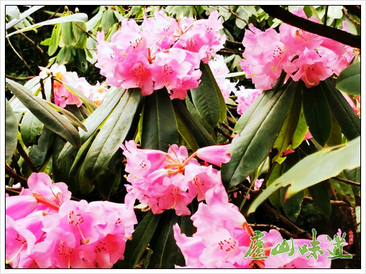 牛年春来急,中科院庐山植物园杜鹃花赏花季提前到来