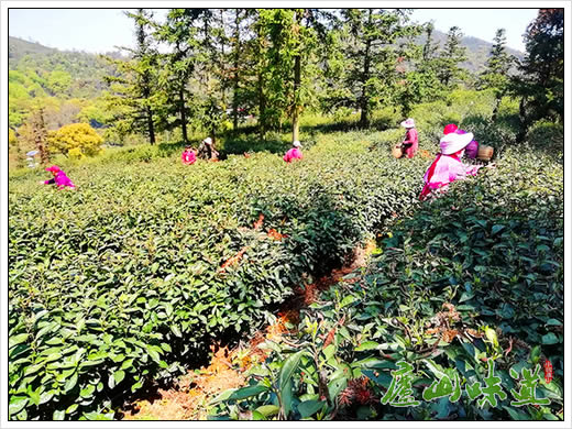 庐山茶科所开展庐山云雾茶良种示范推广
