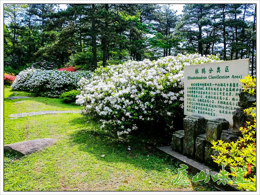 “春花烂漫,诗中杜鹃”去庐山植物园看杜鹃花