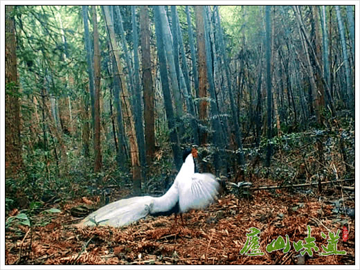 庐山:国家二级重点保护动物白鹇现身庐山国家级自然保护区