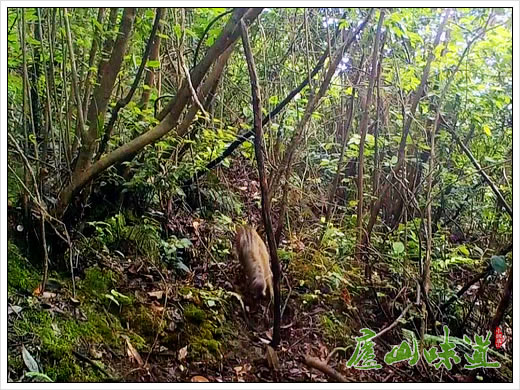庐山景区:庐山国家级保护区连续六年拍摄到豹猫活动影像