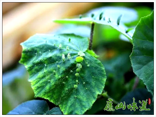 庐山植物园花卉科普:“会生孩子的植物”——肩背秋海棠