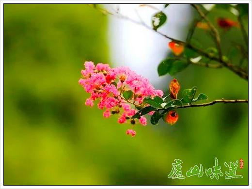 庐山植物园花卉科普:庐山紫薇花开红百日