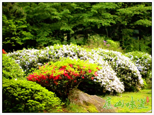 庐山天下悠:庐山风景区杜鹃花开映山红